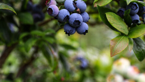 Unsplash photo of blueberries on a bush