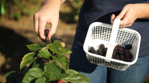 Pick your own Virginia blackberries